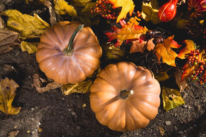 thanksgiving fall leaves and pumpkins