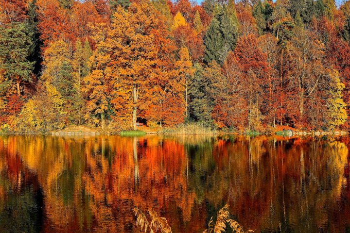 autumn trees on water